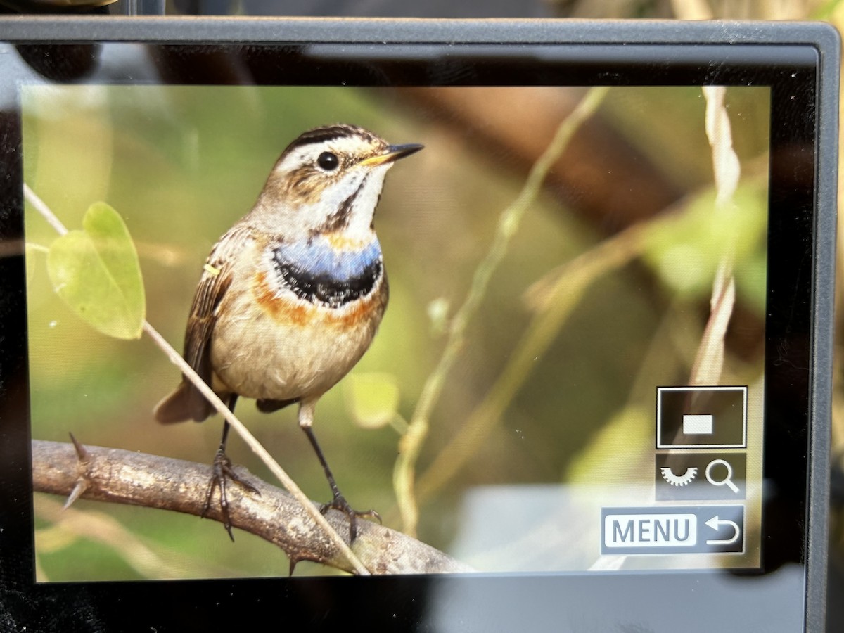 Blaukehlchen - ML626066561