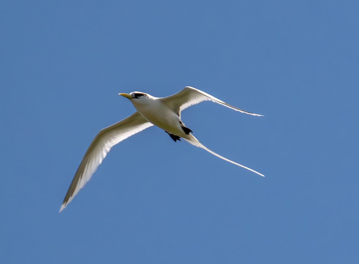 White-tailed Tropicbird - ML626066562