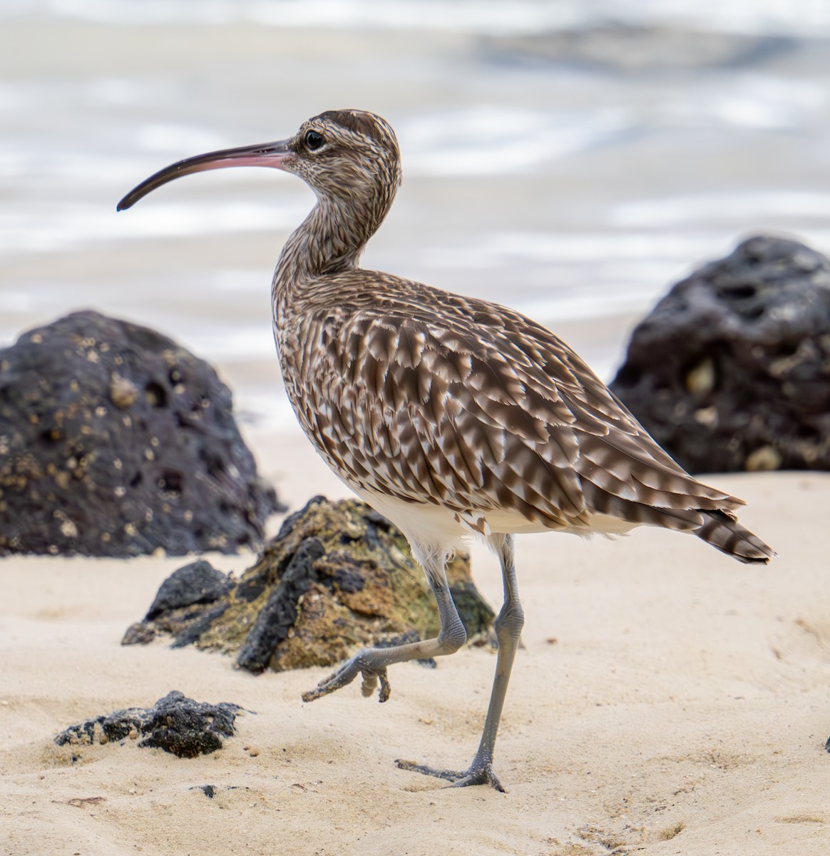 Whimbrel - ML626066567