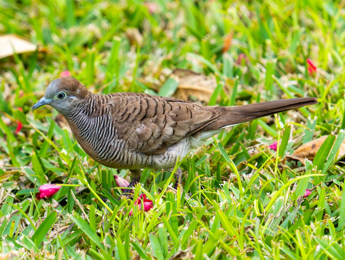 Zebra Dove - ML626066576