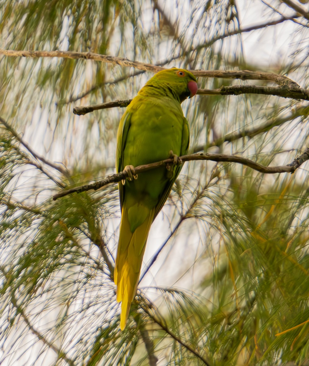 Echo Parakeet - ML626066585