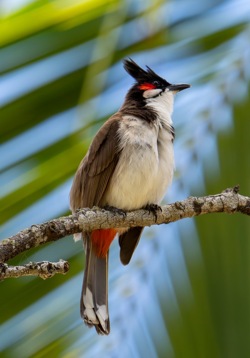 Red-whiskered Bulbul - ML626066596