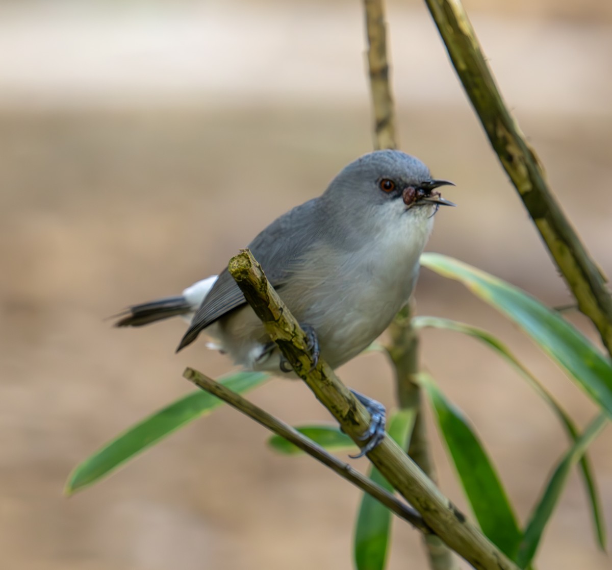 Mauritius Gray White-eye - ML626066608