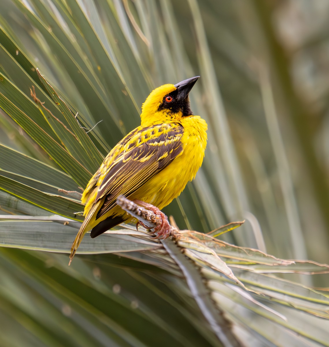 Village Weaver - ML626066614