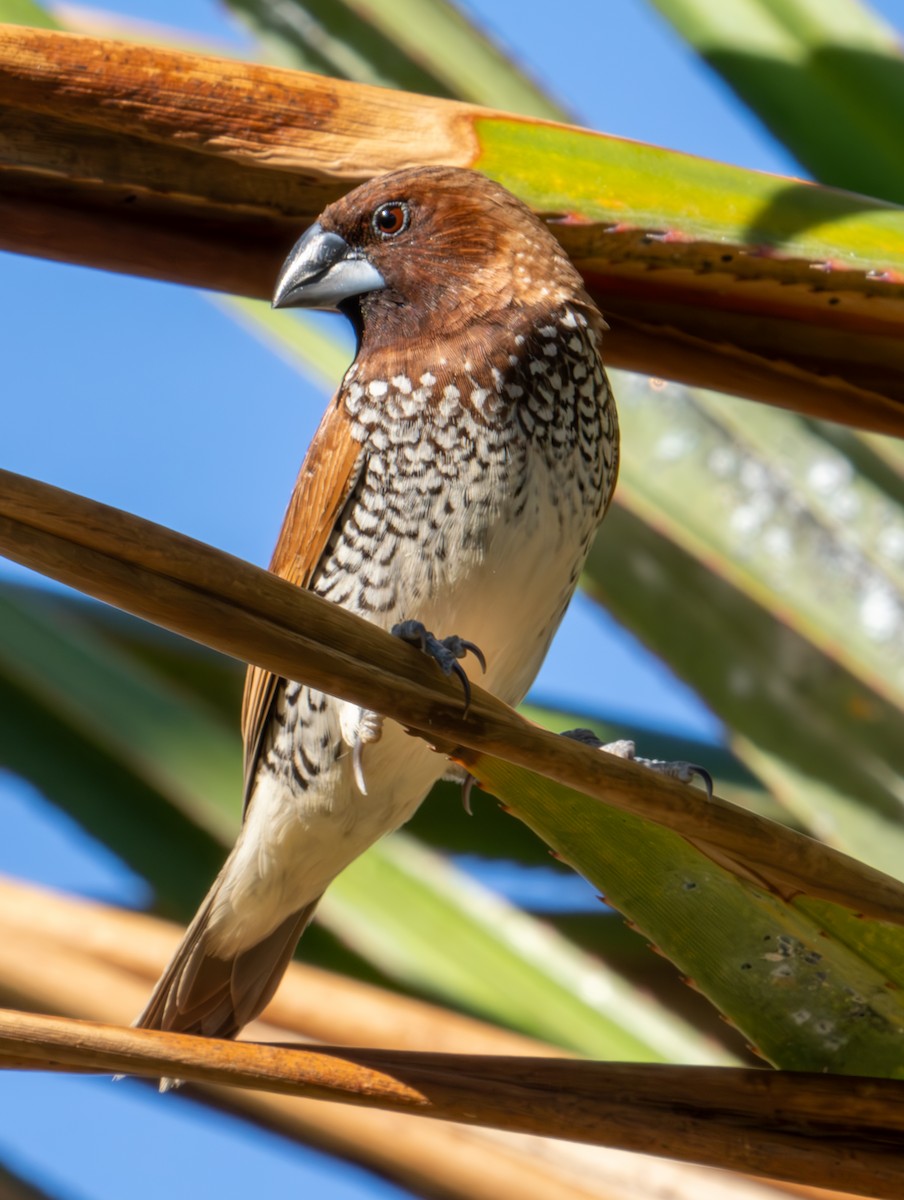 Scaly-breasted Munia - ML626066632