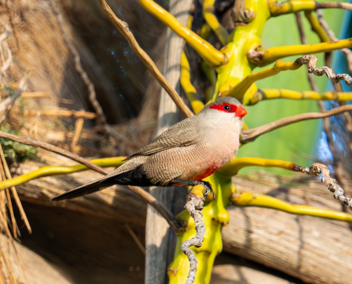 Common Waxbill - ML626066638