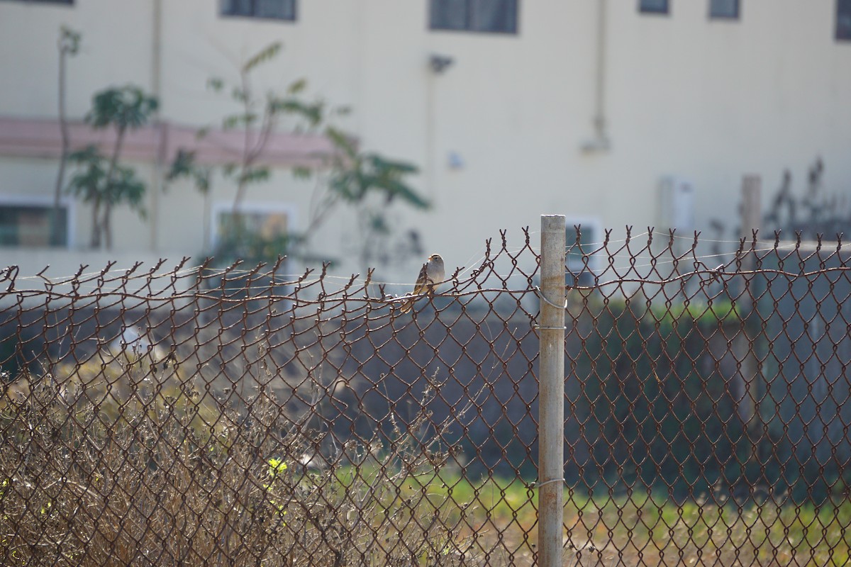 White-crowned Sparrow - ML626066704