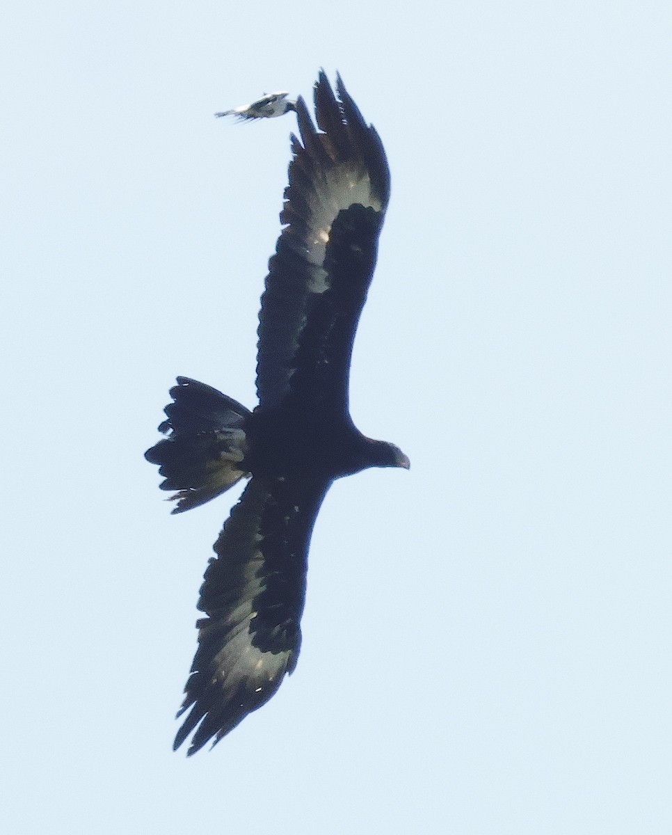 Wedge-tailed Eagle - ML626066741