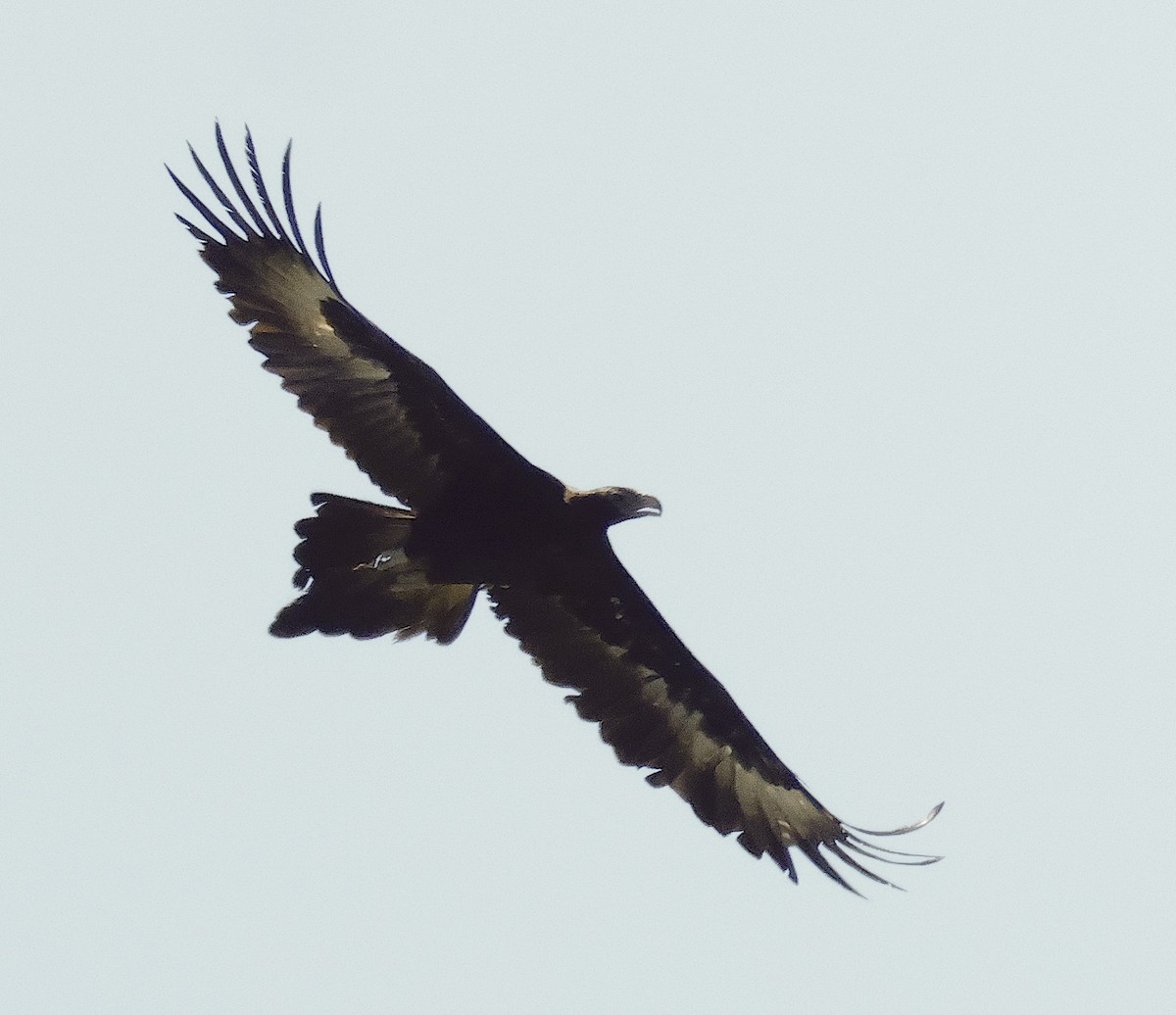Wedge-tailed Eagle - ML626066755