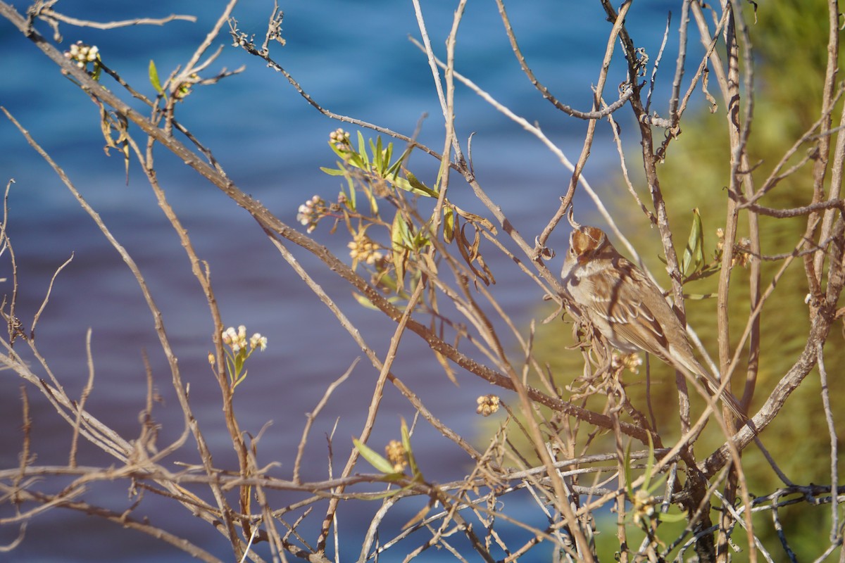White-crowned Sparrow - ML626066815