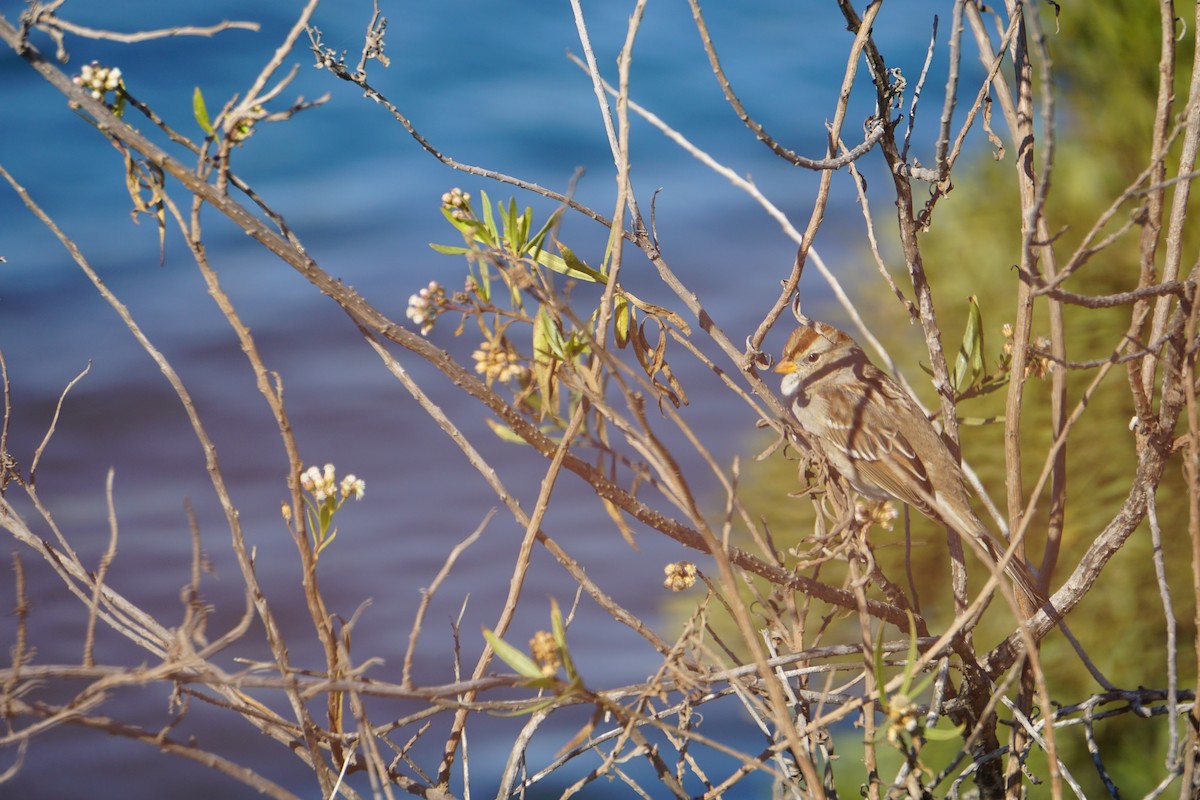 White-crowned Sparrow - ML626066816