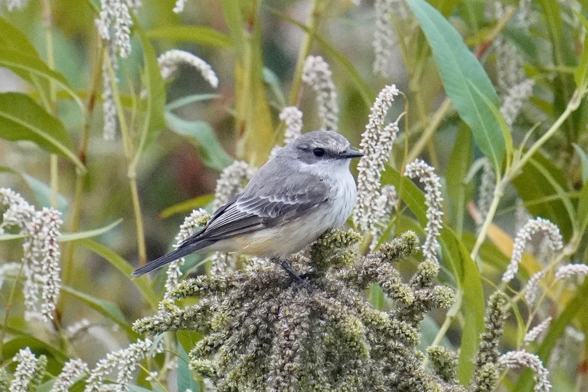 Vermilion Flycatcher - ML626066869