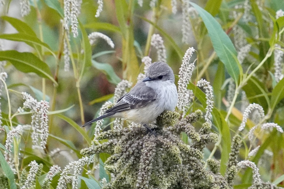 Vermilion Flycatcher - ML626066870