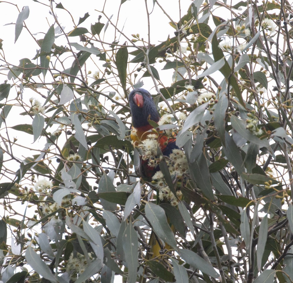 Rainbow Lorikeet - ML626066981