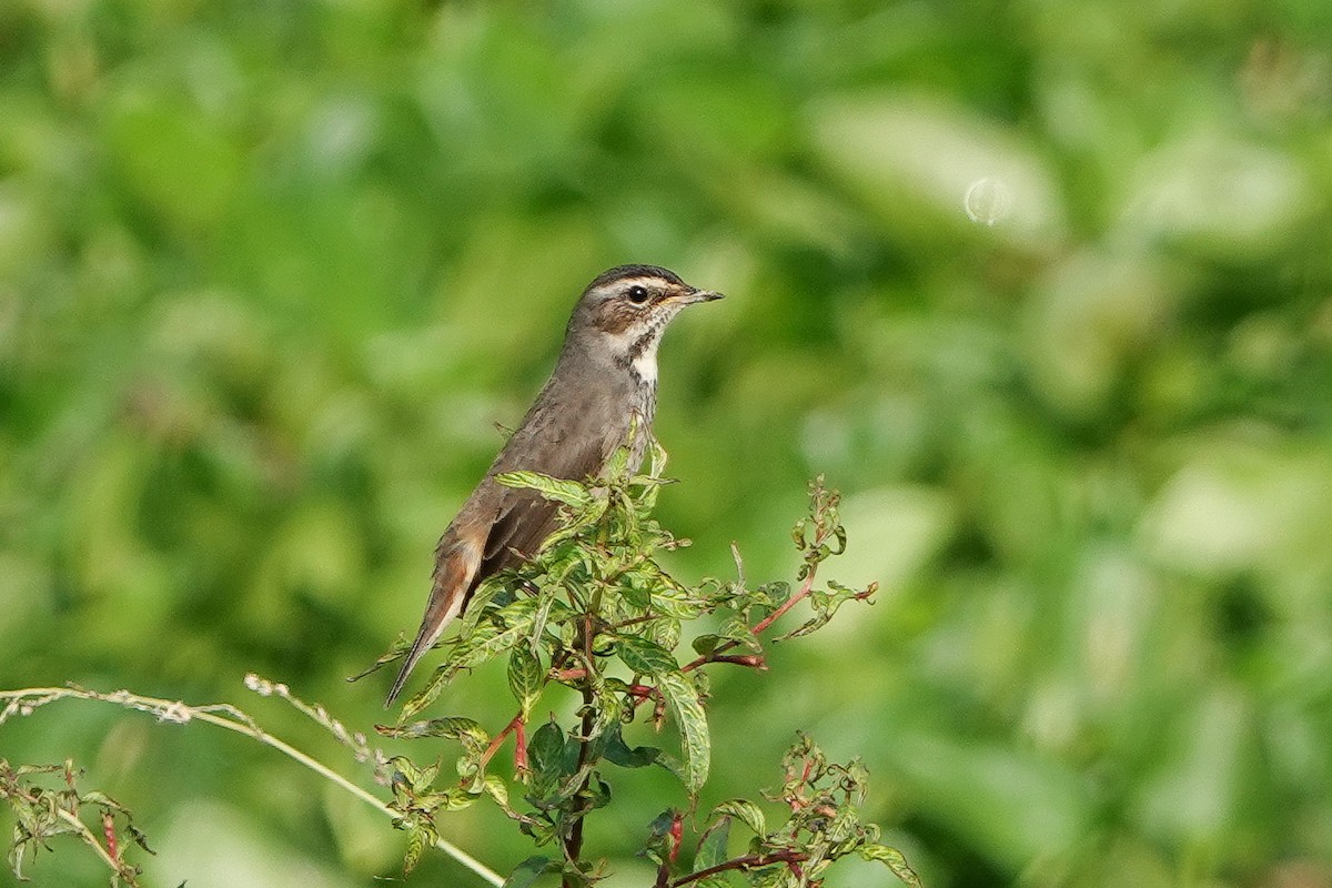 Blaukehlchen - ML626067036