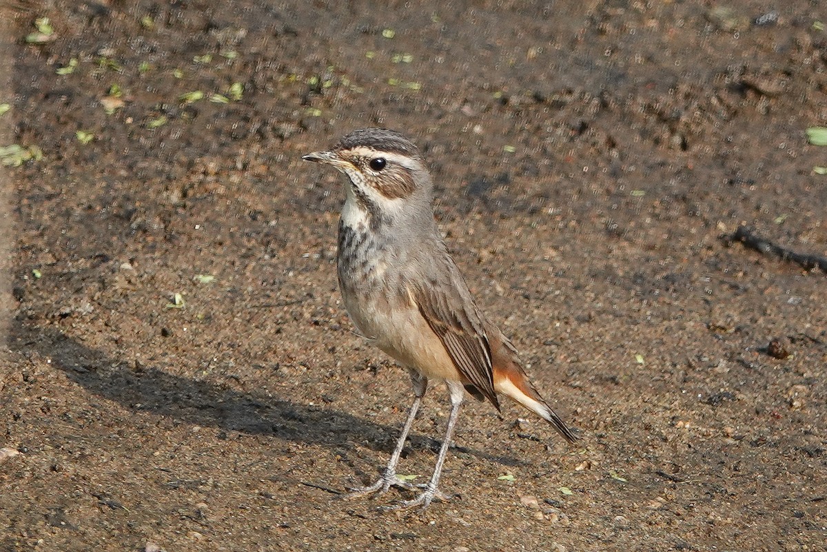 Blaukehlchen - ML626067038