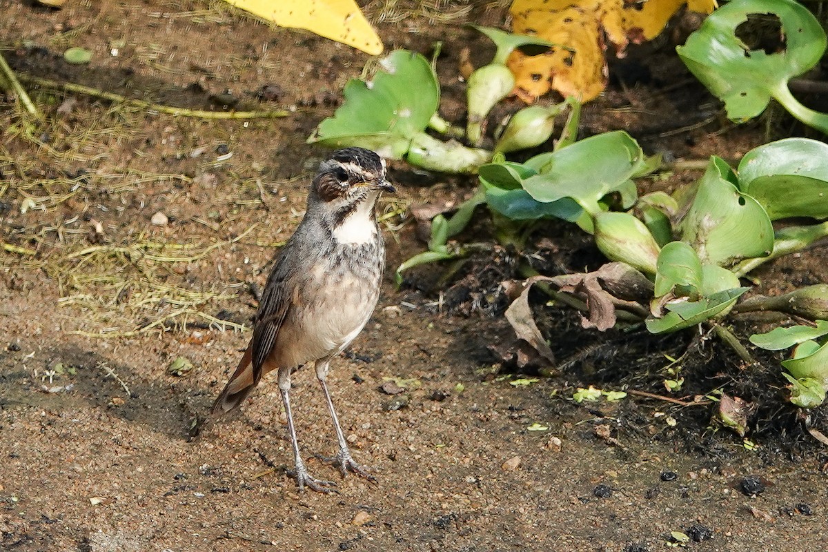 Blaukehlchen - ML626067040