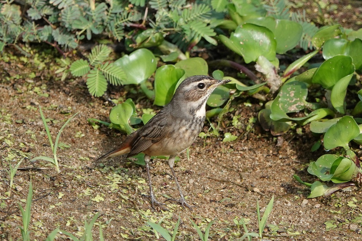 Blaukehlchen - ML626067042