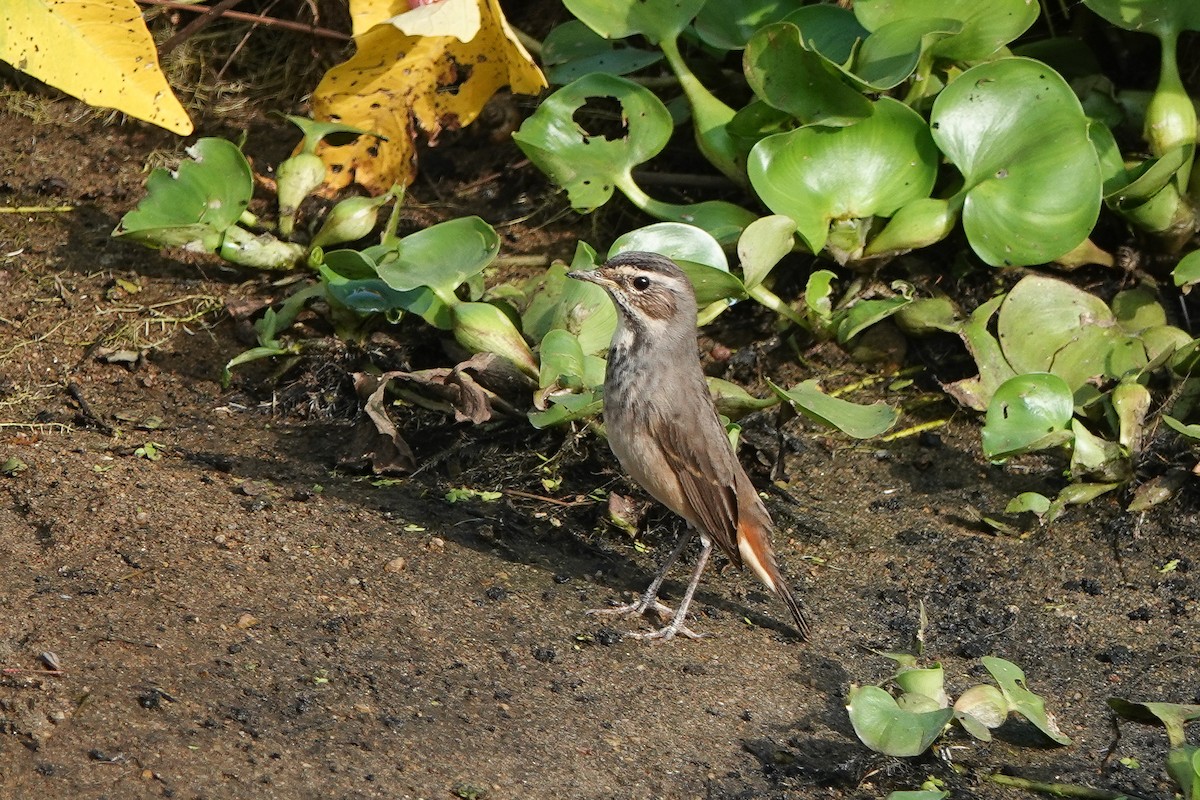 Blaukehlchen - ML626067044