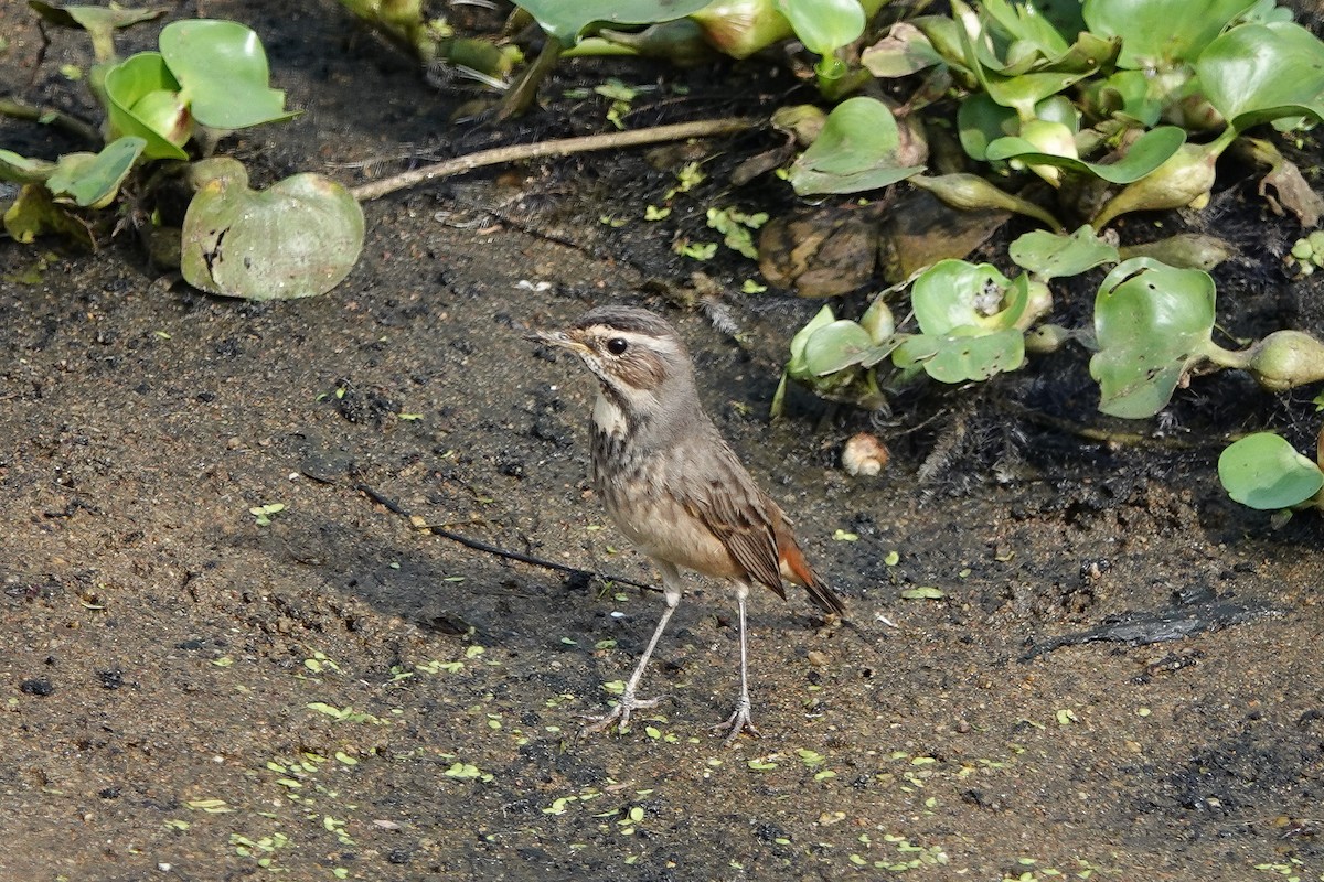 Blaukehlchen - ML626067045