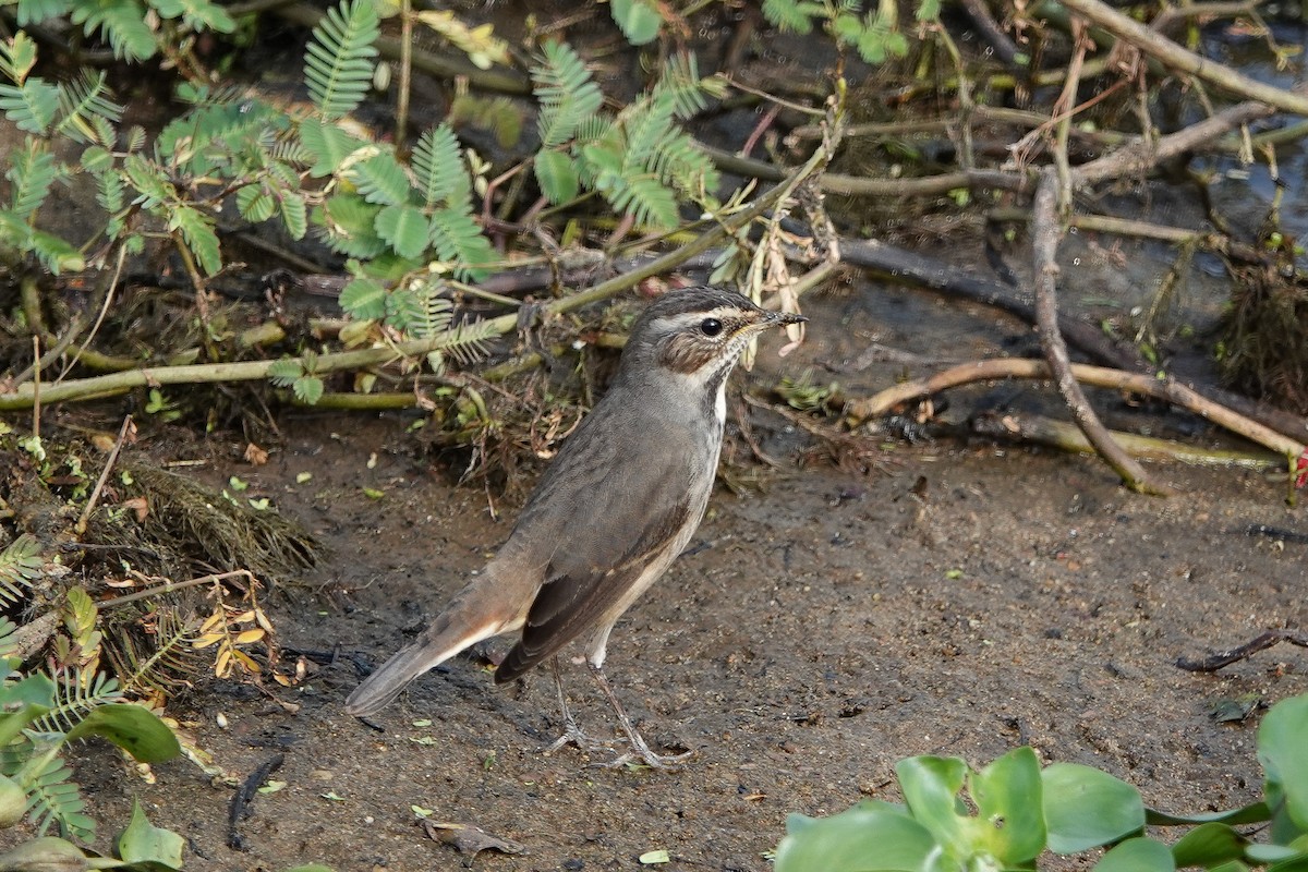 Blaukehlchen - ML626067046