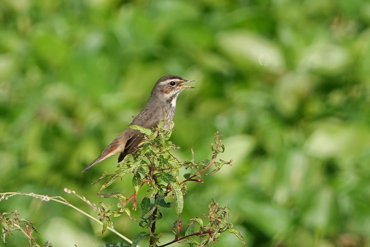 Blaukehlchen - ML626067047