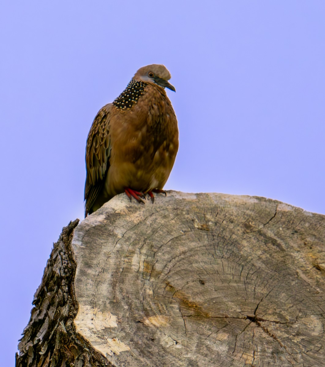 Spotted Dove - ML626067091