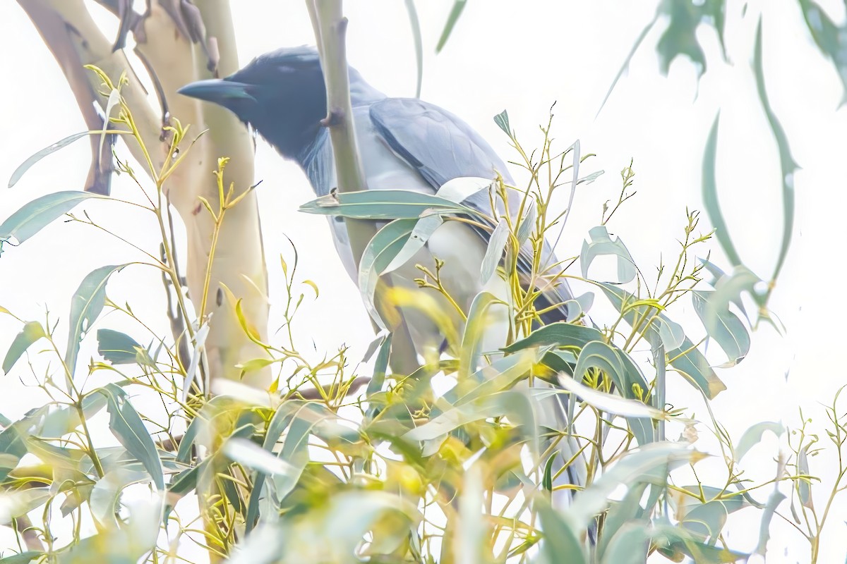 Black-faced Cuckooshrike - ML626067112