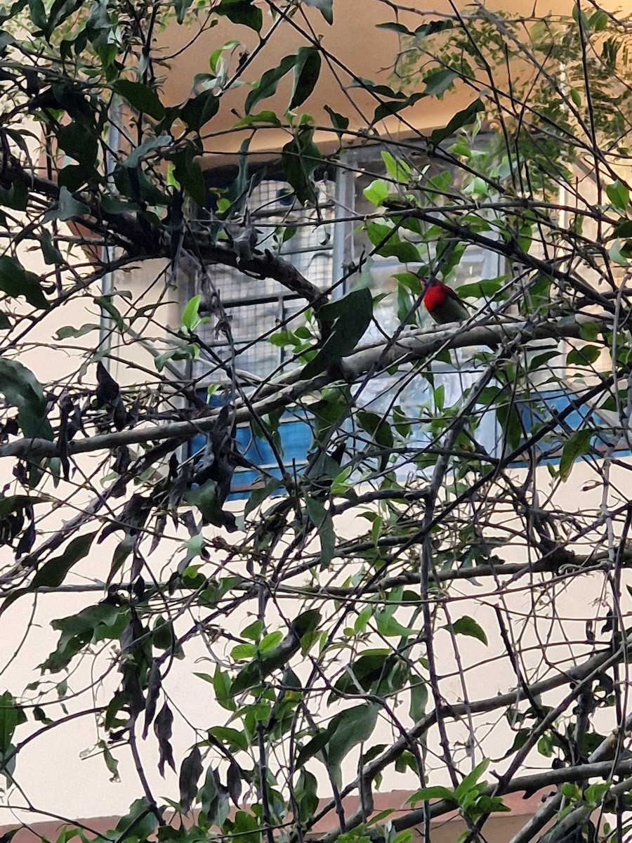 karminsolfugl - ML626067334