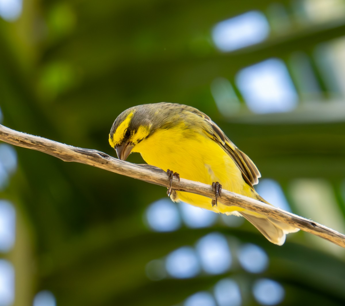 Yellow-fronted Canary - ML626067407