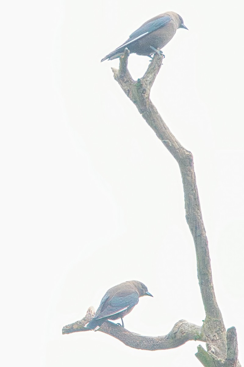 Dusky Woodswallow - ML626067787