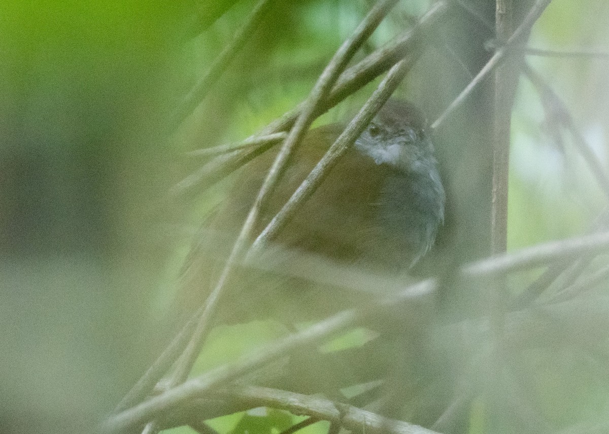 Bamboo Warbler - ML626067842