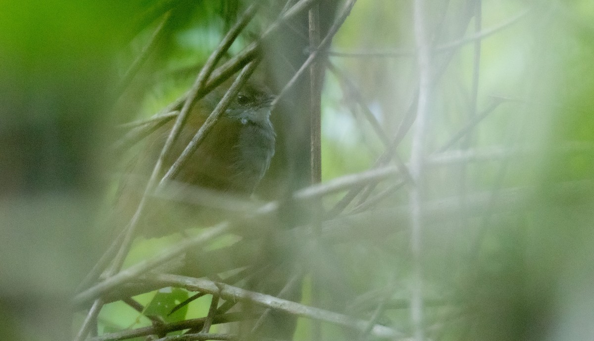 Bamboo Warbler - ML626067844