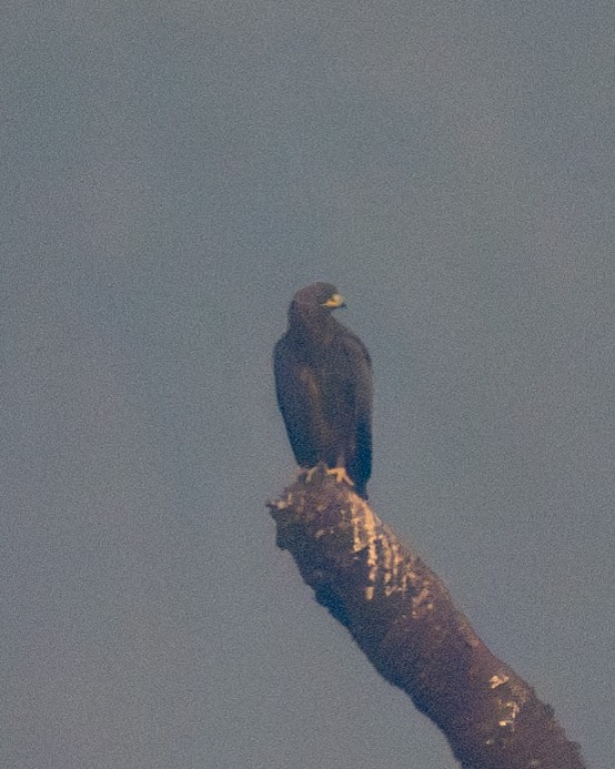 Greater Spotted Eagle - ML626067930