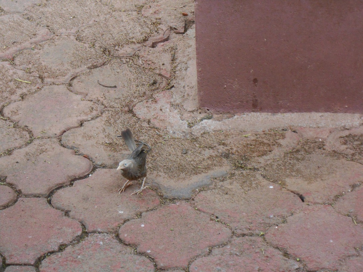 Yellow-billed Babbler - ML626067978