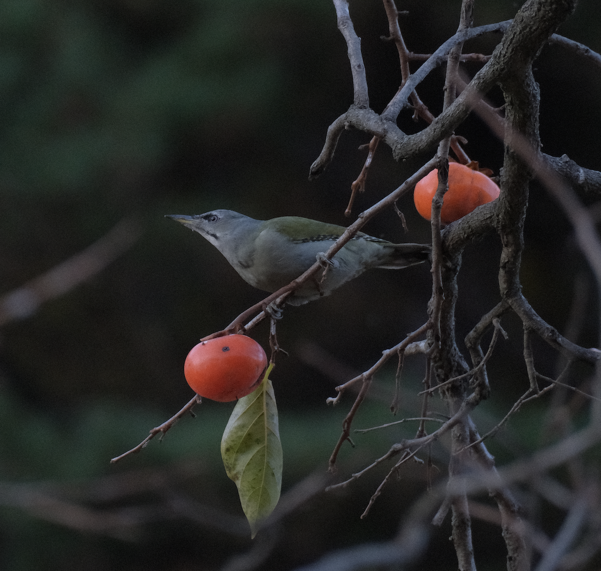 Gray-headed Woodpecker - ML626068007