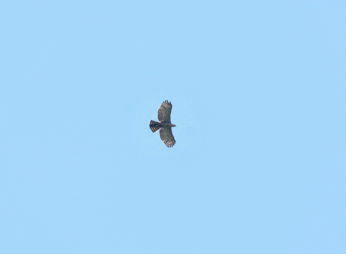 Legge's Hawk-Eagle - ML626068018