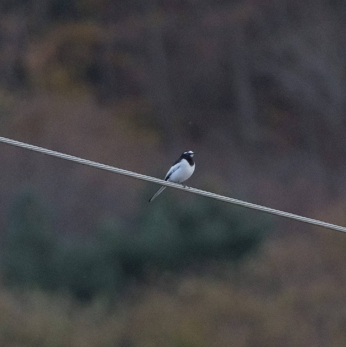 Japanese Wagtail - ML626068037