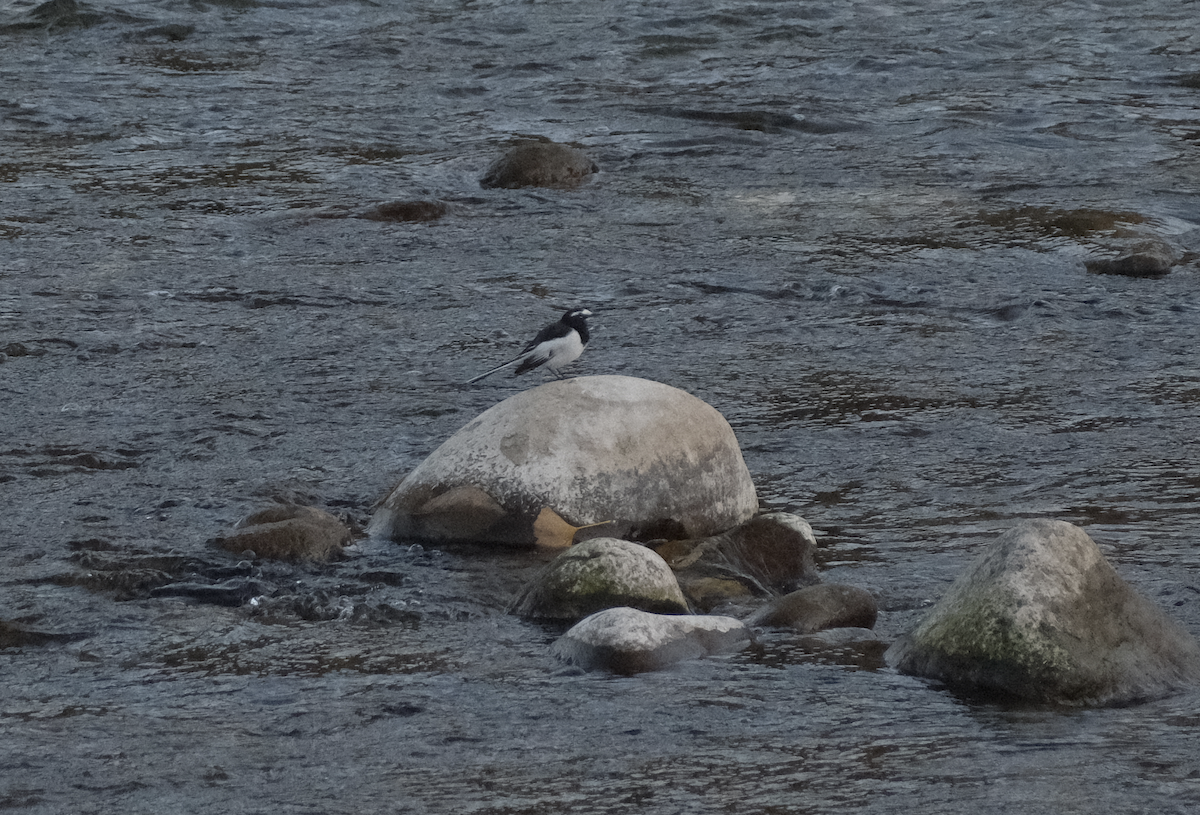 Japanese Wagtail - ML626068038