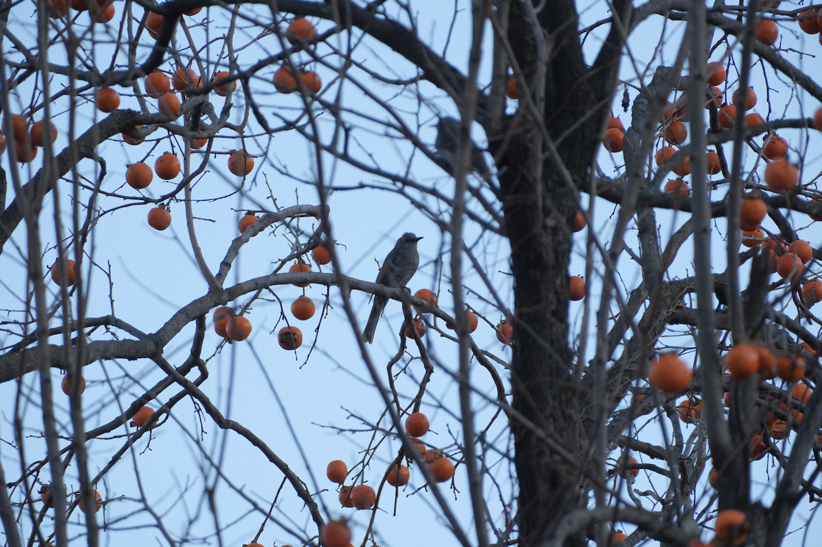 Brown-eared Bulbul - ML626068060