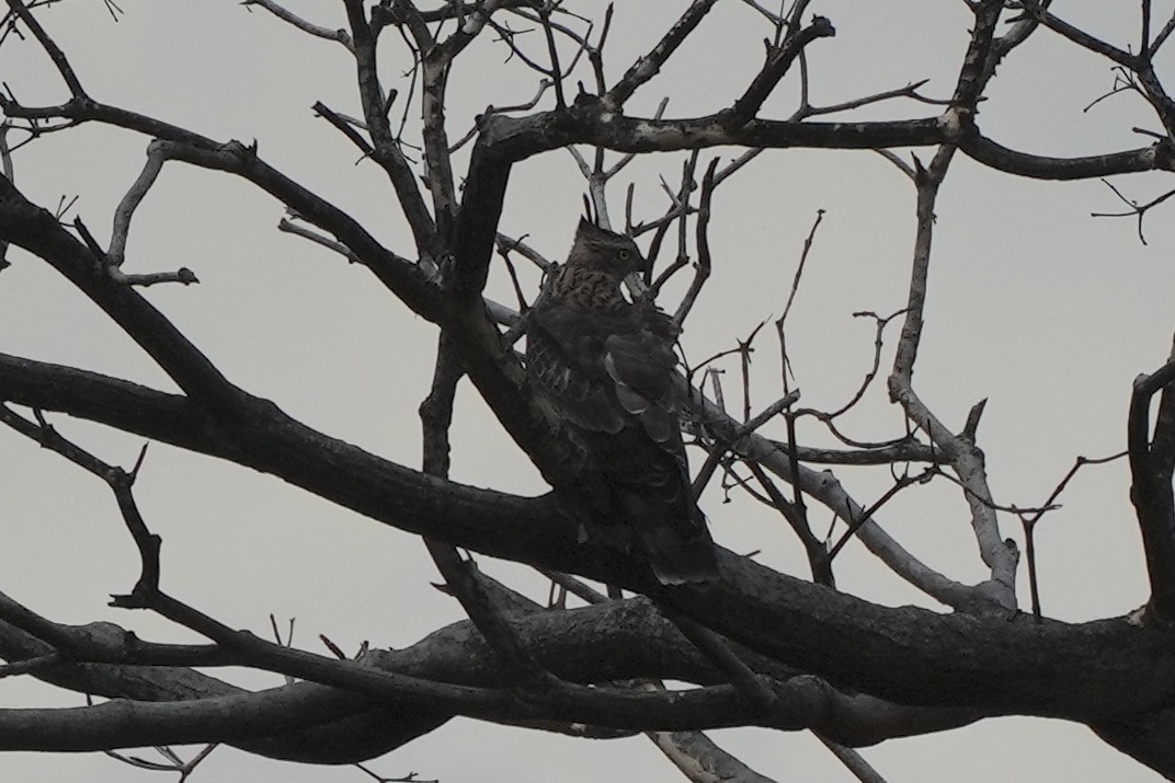 aviceda hnědá - ML626068144