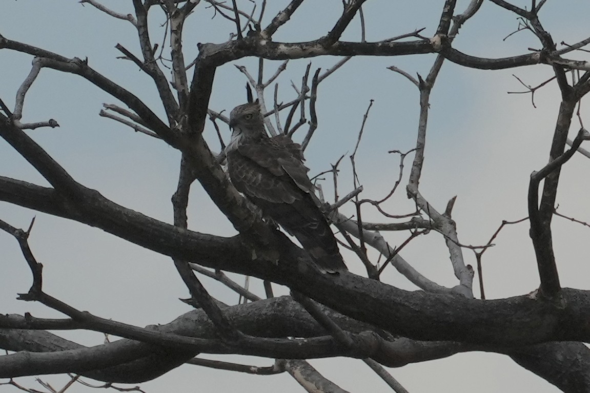 aviceda hnědá - ML626068145