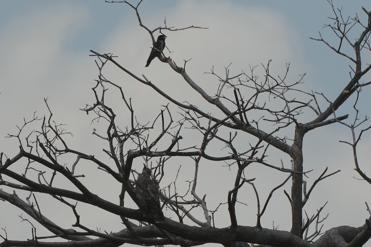 aviceda hnědá - ML626068146