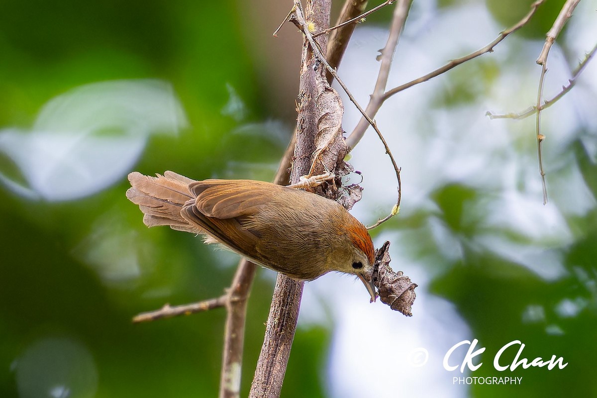 Rufous-fronted Babbler - ML626068222