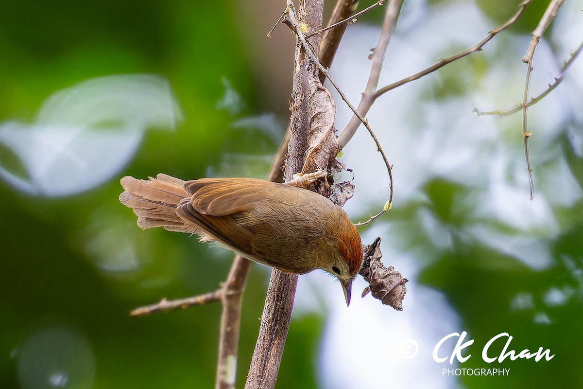 Rufous-fronted Babbler - ML626068224