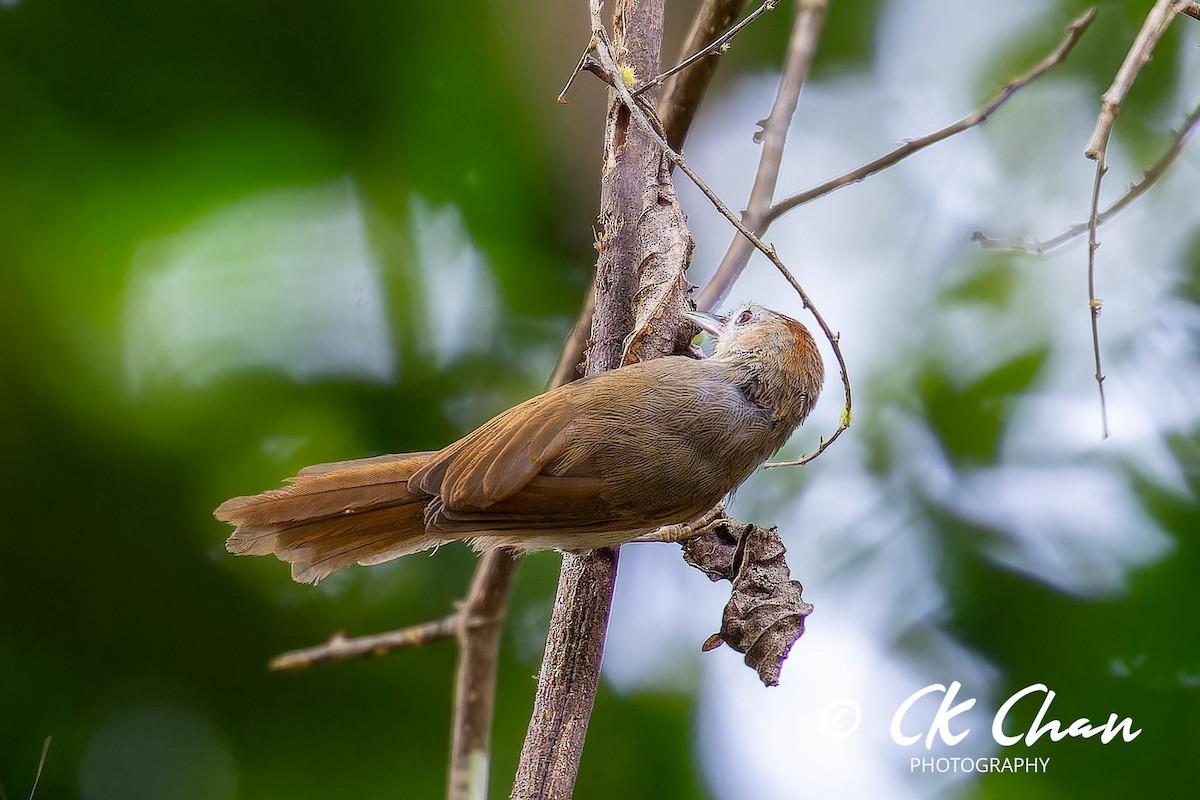 Rufous-fronted Babbler - ML626068243