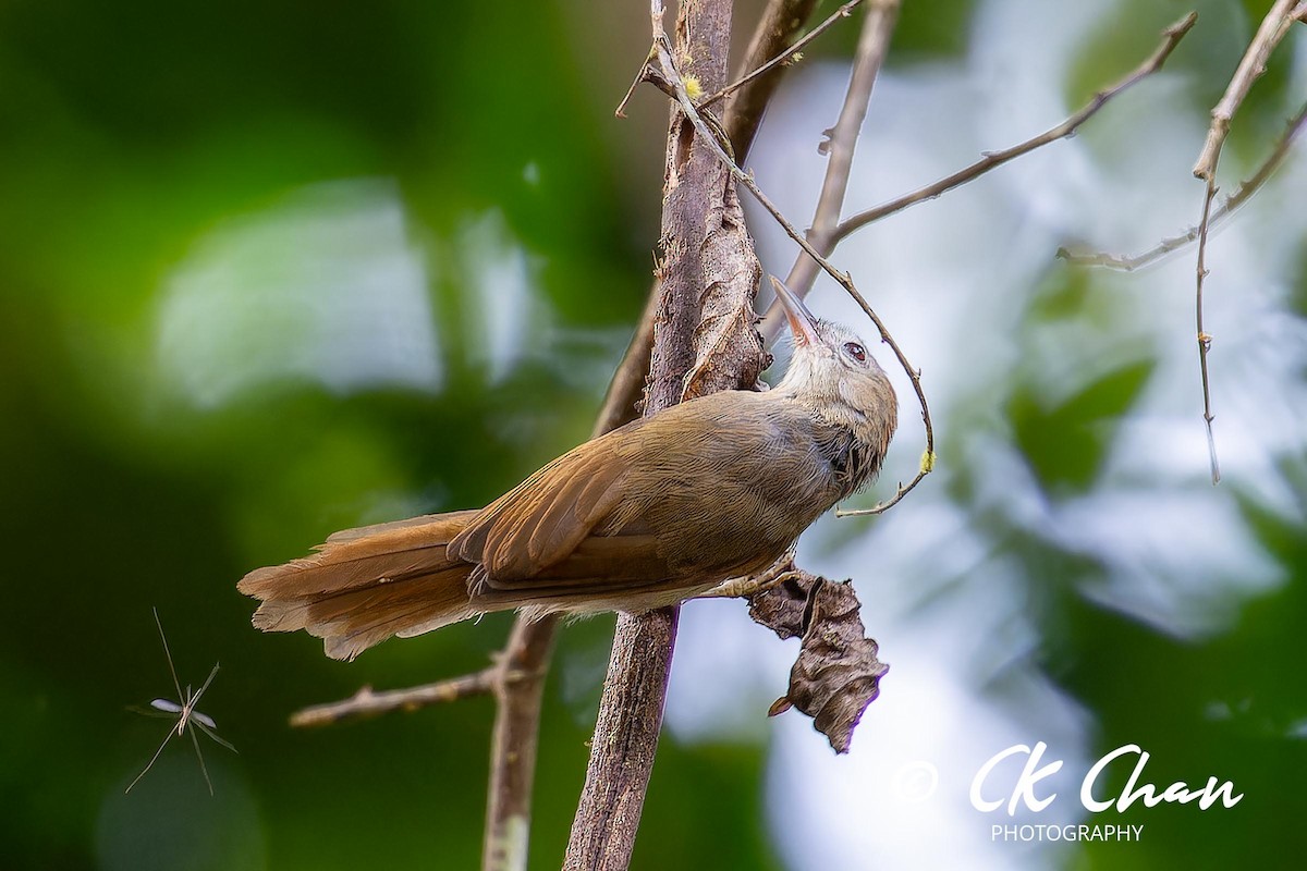 Rufous-fronted Babbler - ML626068244