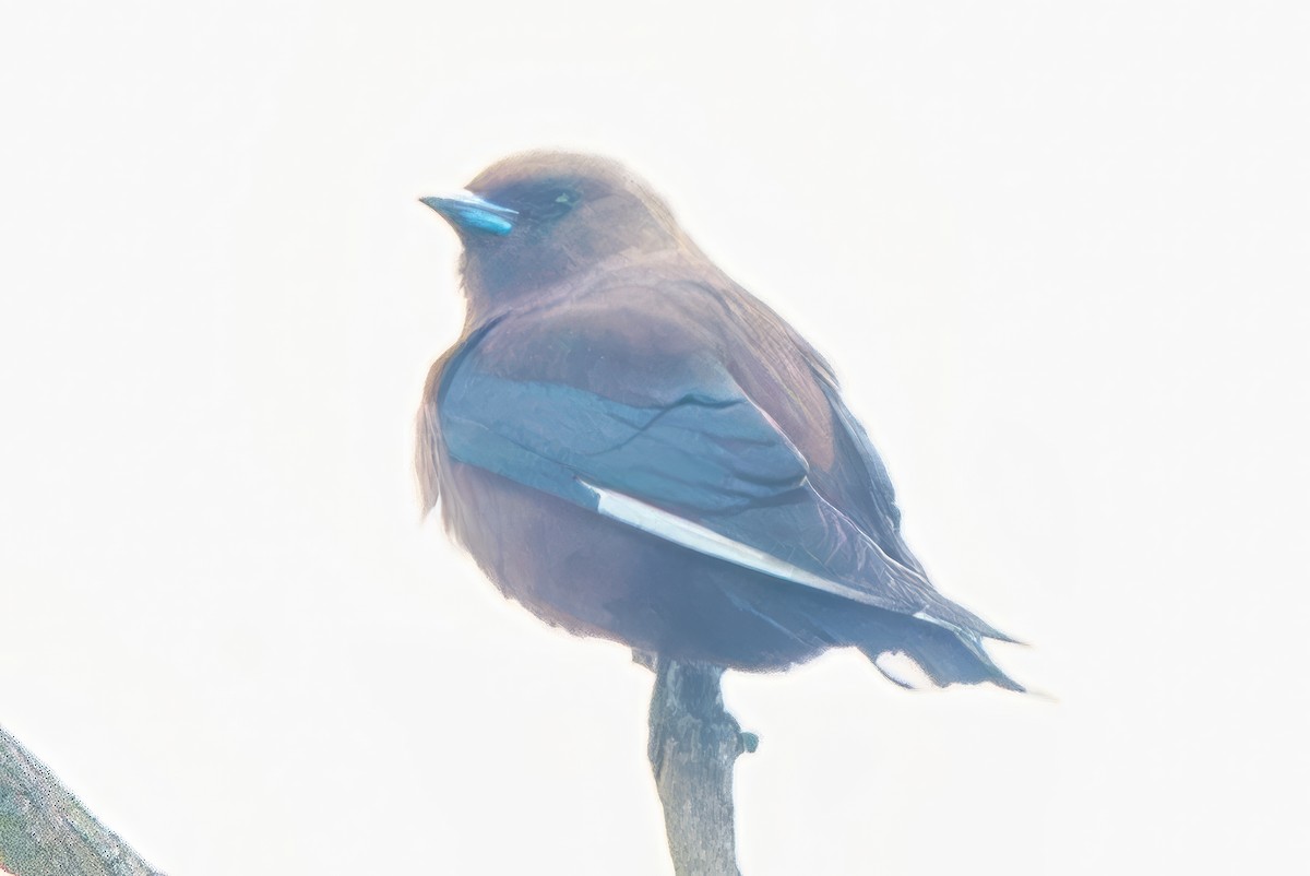 Dusky Woodswallow - ML626068274