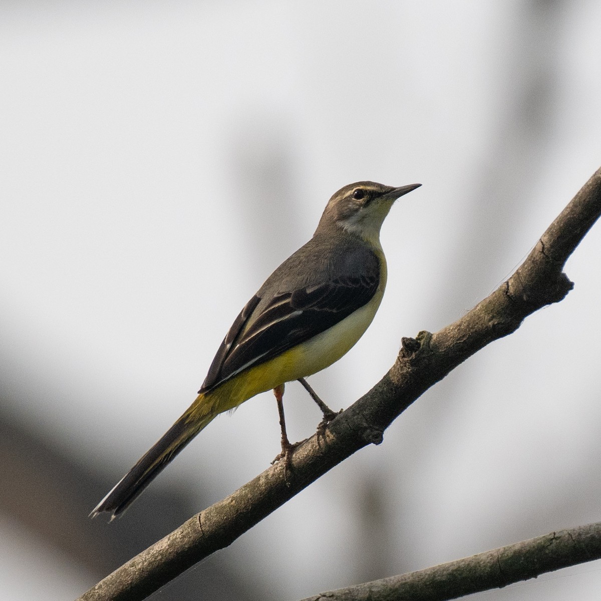 Gray Wagtail - ML626068284
