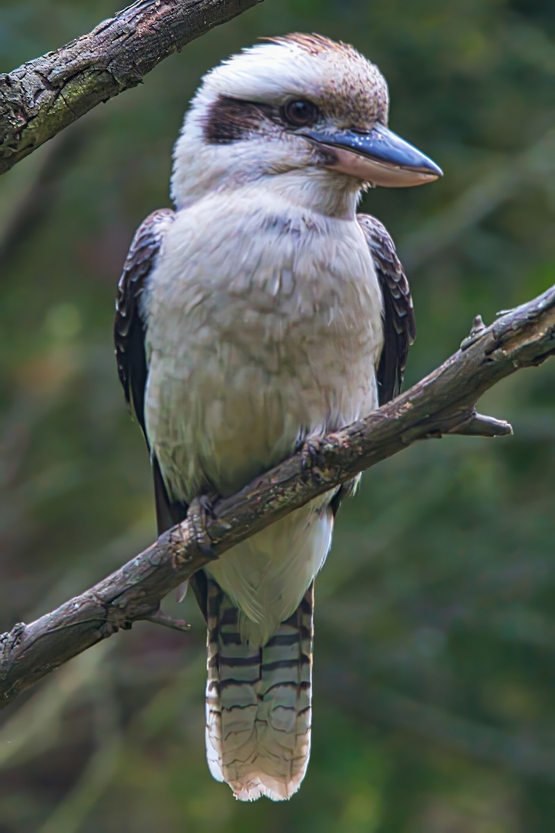 Laughing Kookaburra - ML626068374